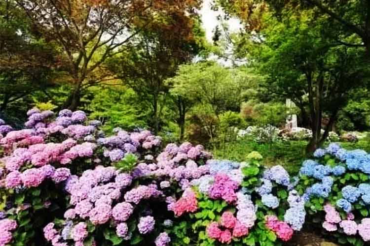 貴州惠水桔香花海山體公園