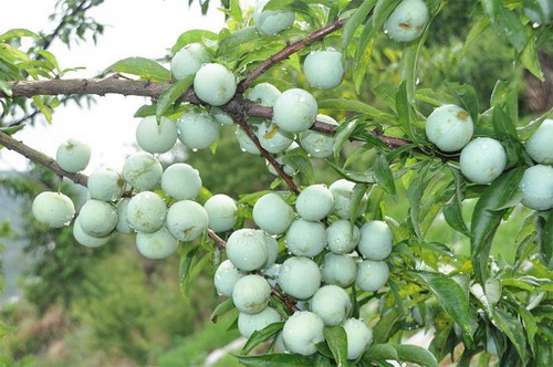 沿河沙子空心李